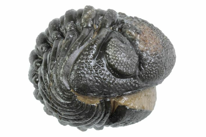 Wide, Bumpy Enrolled Morocops Trilobite - Morocco #383419